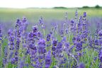 Loose French lavender flower buds from Queen Tee's Premium French Lavender Tea, showcasing fresh purple lavender blossoms.