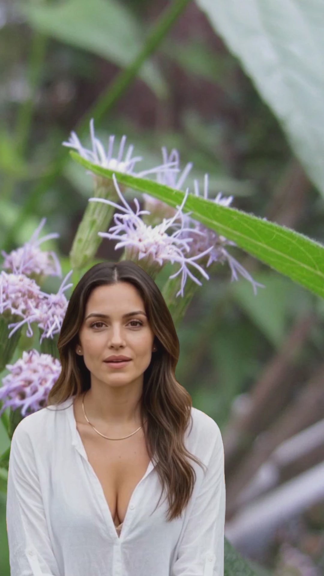 Queen Tee's Premium Mexican Dream Herb Whole (Calea Zacatechichi)